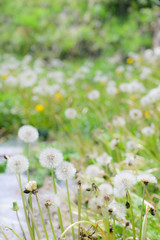 Obraz premium たんぽぽ