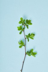 top view of tree branch with green leaves on blue background