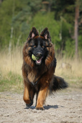 Happy German Shepherd dog with ball