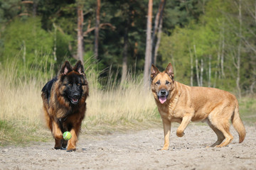 Young and old Shepherd dogs