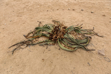 Welwitschia mirabilis plant in Namibia