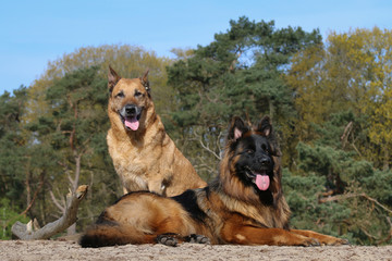 Senior and junior Shepherds