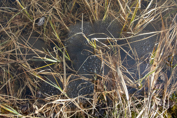 Frog spawn in the water, Finland