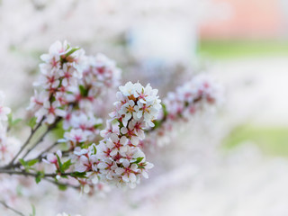 Cherry blossoms