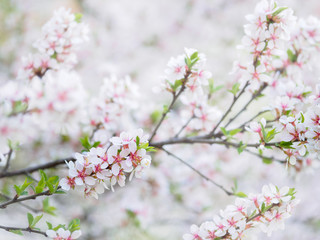 Cherry blossoms