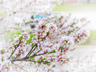 Cherry blossoms
