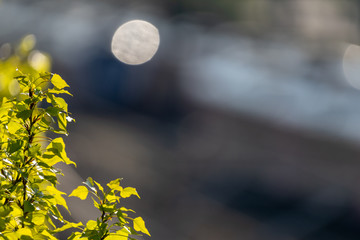 Deliberately blurred background with a small branch of a birch tree with fresh green leaves focused in the corner of the foreground