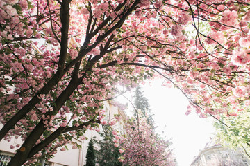 blossoming tree of sakura pink spring