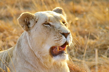 Weißes Löwen Weibchen