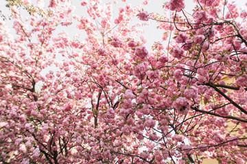 blossoming tree of sakura pink spring