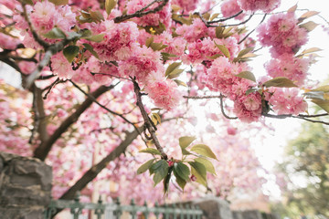 blossoming tree of sakura pink spring