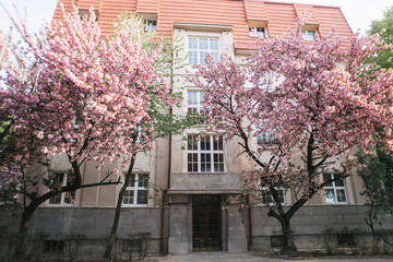 blossoming tree of sakura pink spring