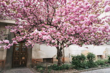blossoming tree of sakura pink spring