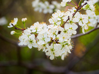 Beautiful plum blossom