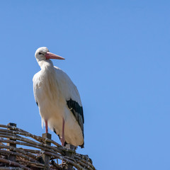 White stork, scientific name Ciconia ciconia, with a red beak and red legs stand in his big nest in spring
