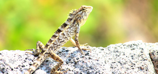 lizard on rock