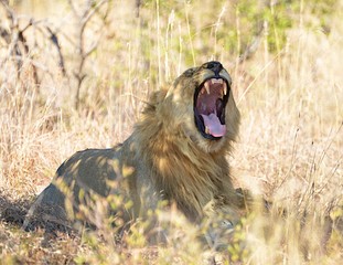 Male lion flehman grimace