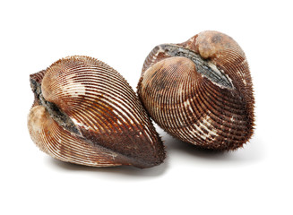 scapharca subcrenata on white background