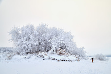 Snowy road with german shepherd on it among the trees covered with frost on a winter