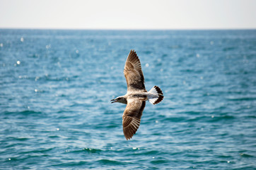 A young silver gull flies over the sea
