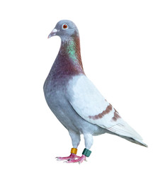 portrait full body of speed racing pigeon red choco color isolated white background