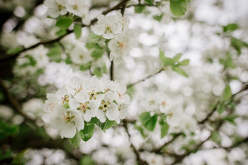 Beautiful flowers on the branches of blooming tree
