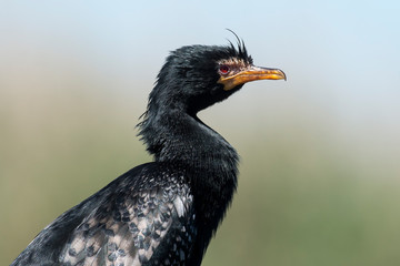 Cormoran africain,.Microcarbo africanus, Reed Cormorant
