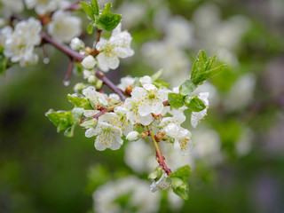 Beautiful plum blossom after rain with raindrops