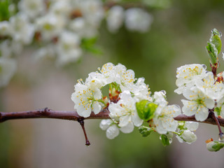 Beautiful plum blossom after rain with raindrops