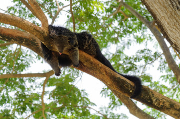 Binturong sleeping on tree branch