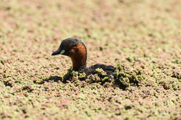 Grèbe castagneux,.Tachybaptus ruficollis, Little Grebe