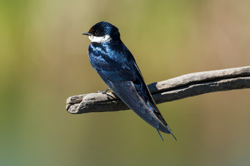 Hirondelle à gorge blanche,.Hirundo albigularis, White throated Swallow © JAG IMAGES