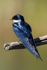 Hirondelle à gorge blanche,.Hirundo albigularis, White throated Swallow © JAG IMAGES