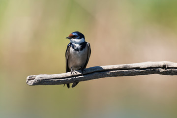 Hirondelle à gorge blanche,.Hirundo albigularis, White throated Swallow © JAG IMAGES