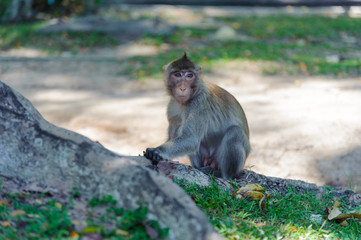 Macaque eating food