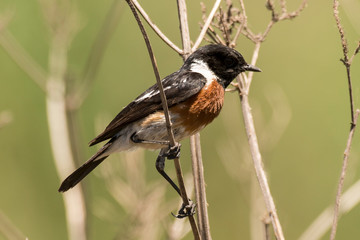 Tarier pâtre, Traquet pâtre, Saxicola rubicola,  European Stonechat