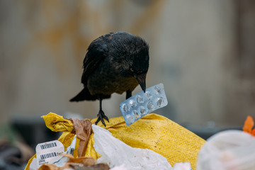 bird and trash