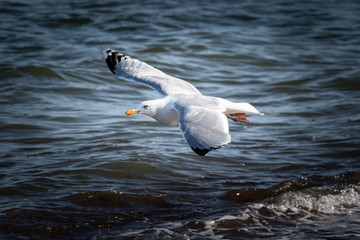 Möwe Seevögel