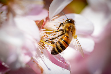 Honigbiene Kirschblüte