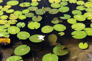 water lily in the pond