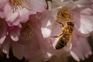 Honigbiene Kirschblüte