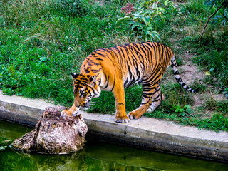 Tiger standing on stone. Tiger looks into the water.