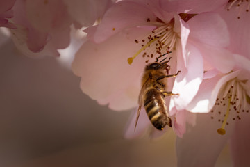 Honigbiene Kirschblüte
