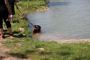 chien et cane corso et enfant