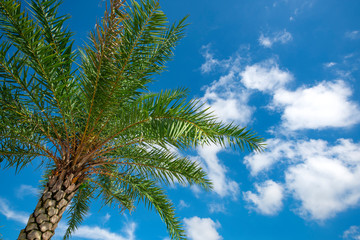 Palm trees are under the blue sky and white clouds.