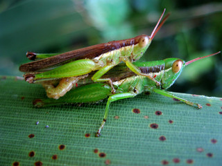 grasshopper on a leaf