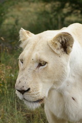 Weißes Löwen Weibchen Portrait