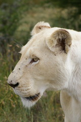 Weißes Löwen Weibchen Portrait Profil