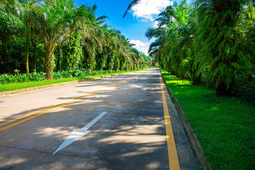 A palm tree highway.