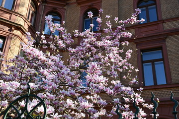 Fototapeta na wymiar blühende rosa magnolie magnolienbaum unter blauem himmel
